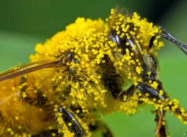 polline-delle-api1
